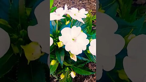 The flowers said: #blackyoutube #love #makegoviral #nature