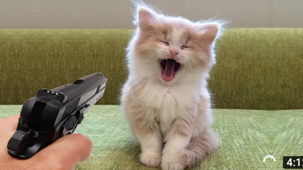 Funniest cats best of the 2022 funny cat video funny cat hd