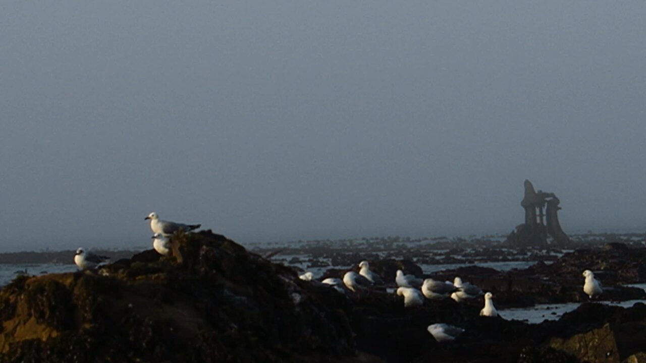 SOUTH AFRICA - Cape Town - Mouille Point standalones (Video) (Afp)