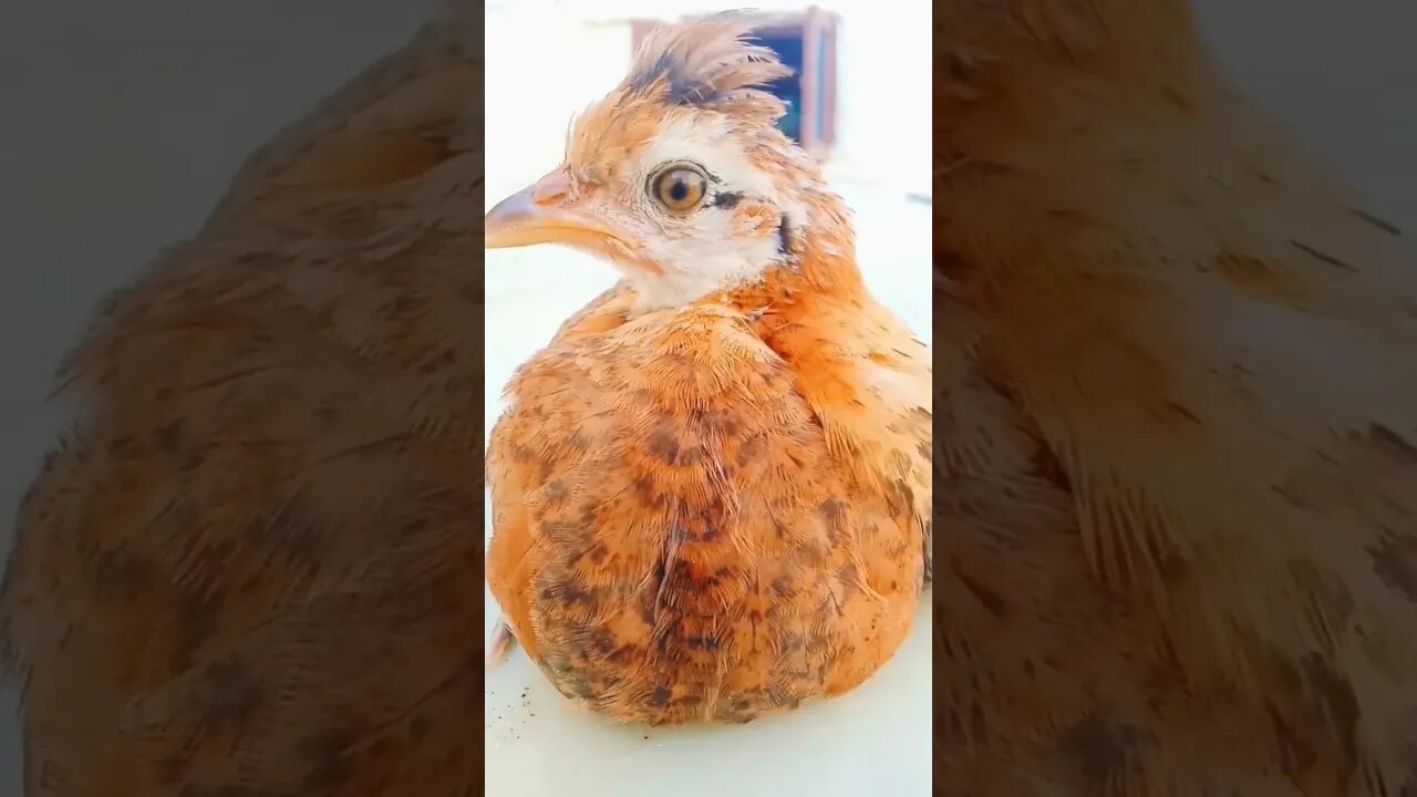 #chicken