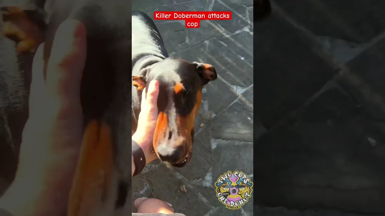 doberman with no leash relentlessly attacks cop! #shorts #satire #pupper #police #fyp #viral