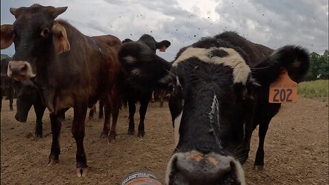 Fightin' flies, catchin’ rains, & makin’ repairs. Not a bad day!