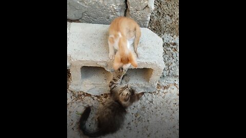 Funny Cats and Cute Kittens Playing