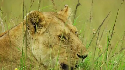 Leopards who are the best hunters