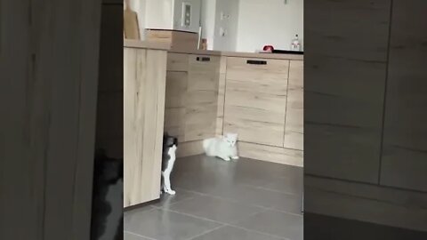 Dogs and Cats Playing - a flexible cat shocked a big dog - dogs reaction