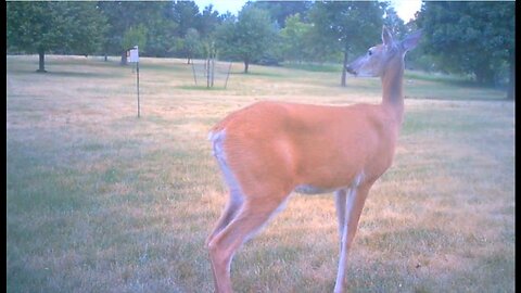 Deer Cams #028