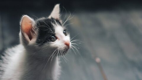 Many Cute Kittens Collection 8K Video || AnimalsTV99