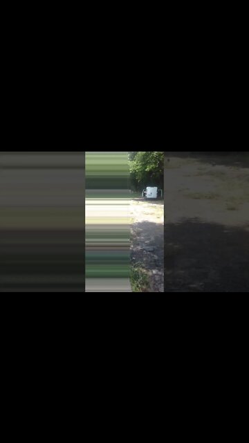 os pombos na rua voando #shorts