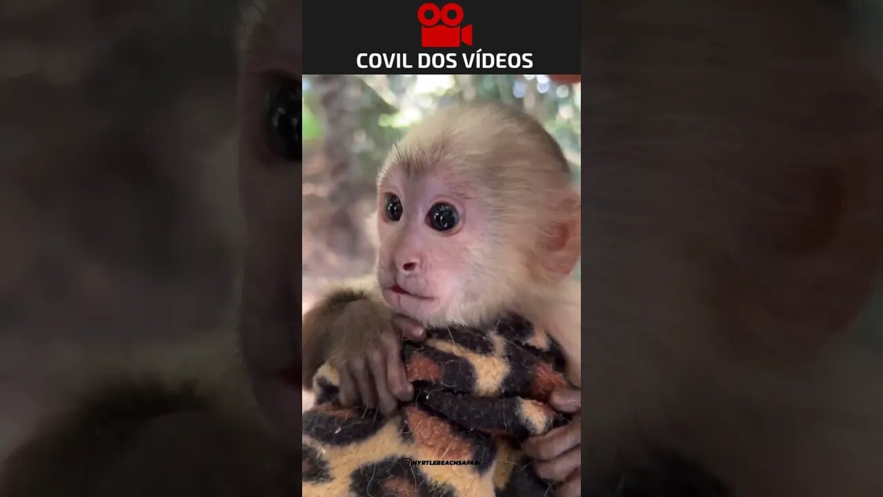 macaquinho fofo demais