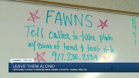 Local animal rescue wants you to 'leave fawns alone!'