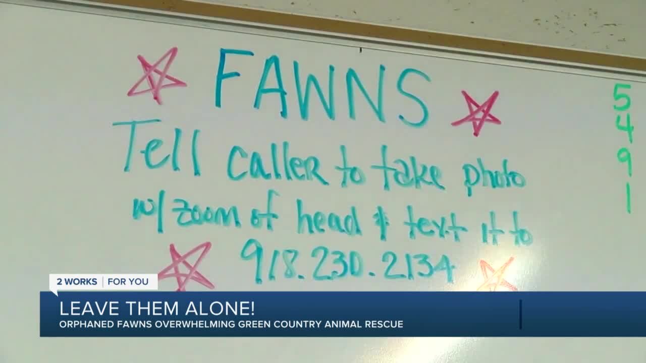 Local animal rescue wants you to 'leave fawns alone!'