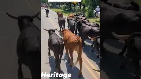 Small Town America The Heritage Series The Cattle Drive