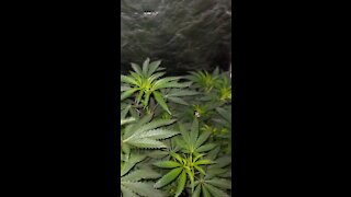 Animal Tree #13 (JBeezy sjg) & Black Wizard (Scapegoat genetics) HomeGrown
