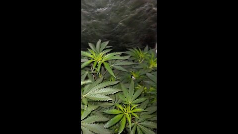 Animal Tree #13 (JBeezy sjg) & Black Wizard (Scapegoat genetics) HomeGrown