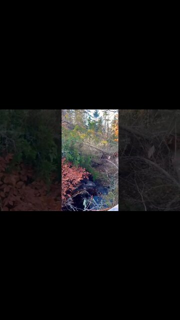 So Many Trees Knocked Down After the Hurricane