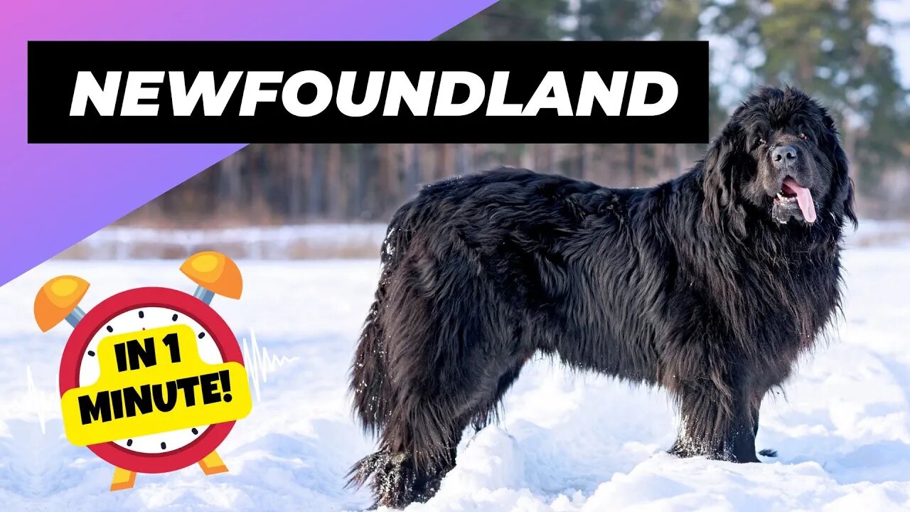 Newfoundland Dog - In 1 Minute! 🐶 One Of The Biggest Dog Breeds In The World | 1 Minute Animals