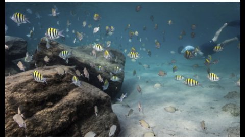 Artificial reefs help marine life thrive, improve struggling natural reef system