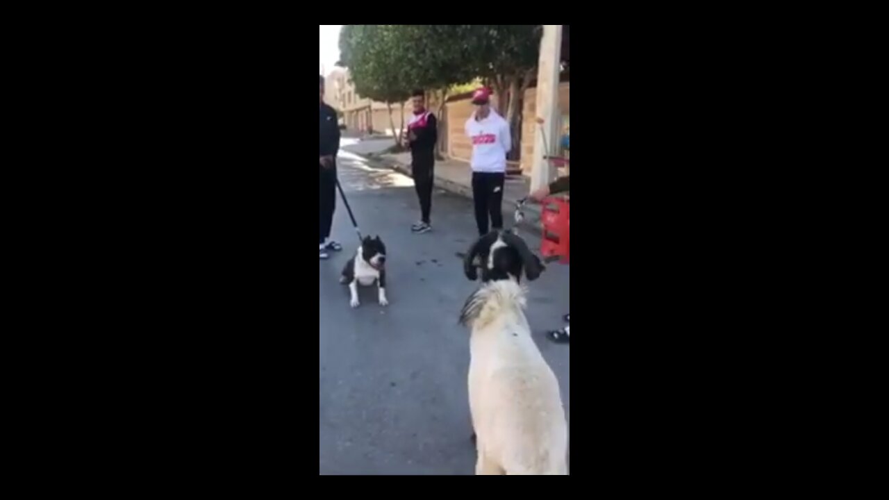 The strongest fight you will see a sheep (ram) against a fire pitbull dog