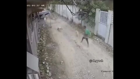The second dog entry is terrifying