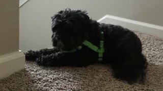 Dog demonstrates displeasure at lack of belly rubs