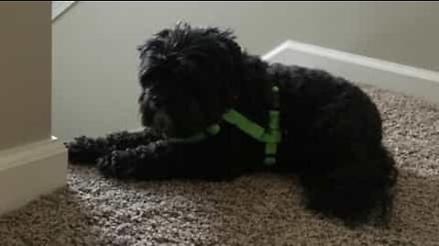 Dog demonstrates displeasure at lack of belly rubs