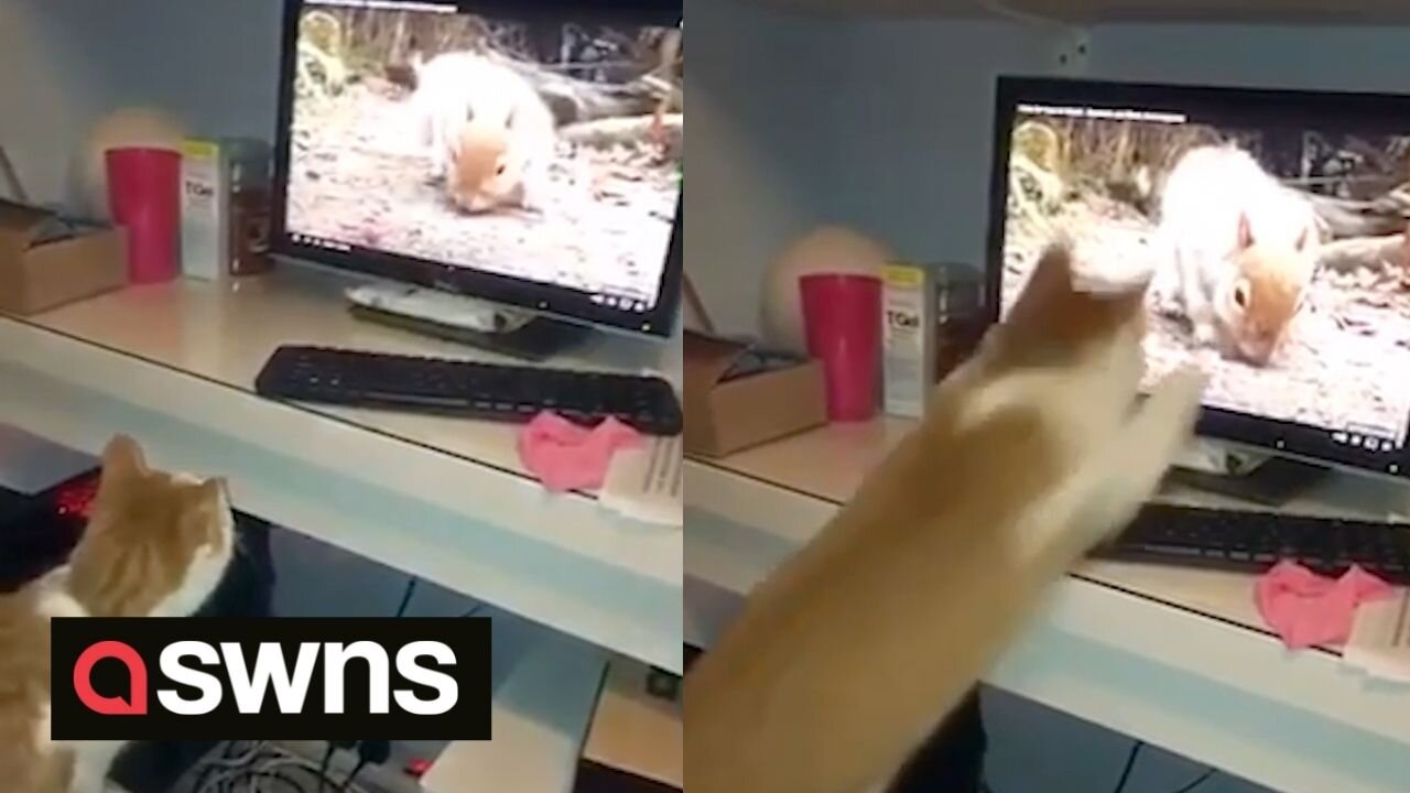 Hilarious moment cat launches himself at screen showing squirrel