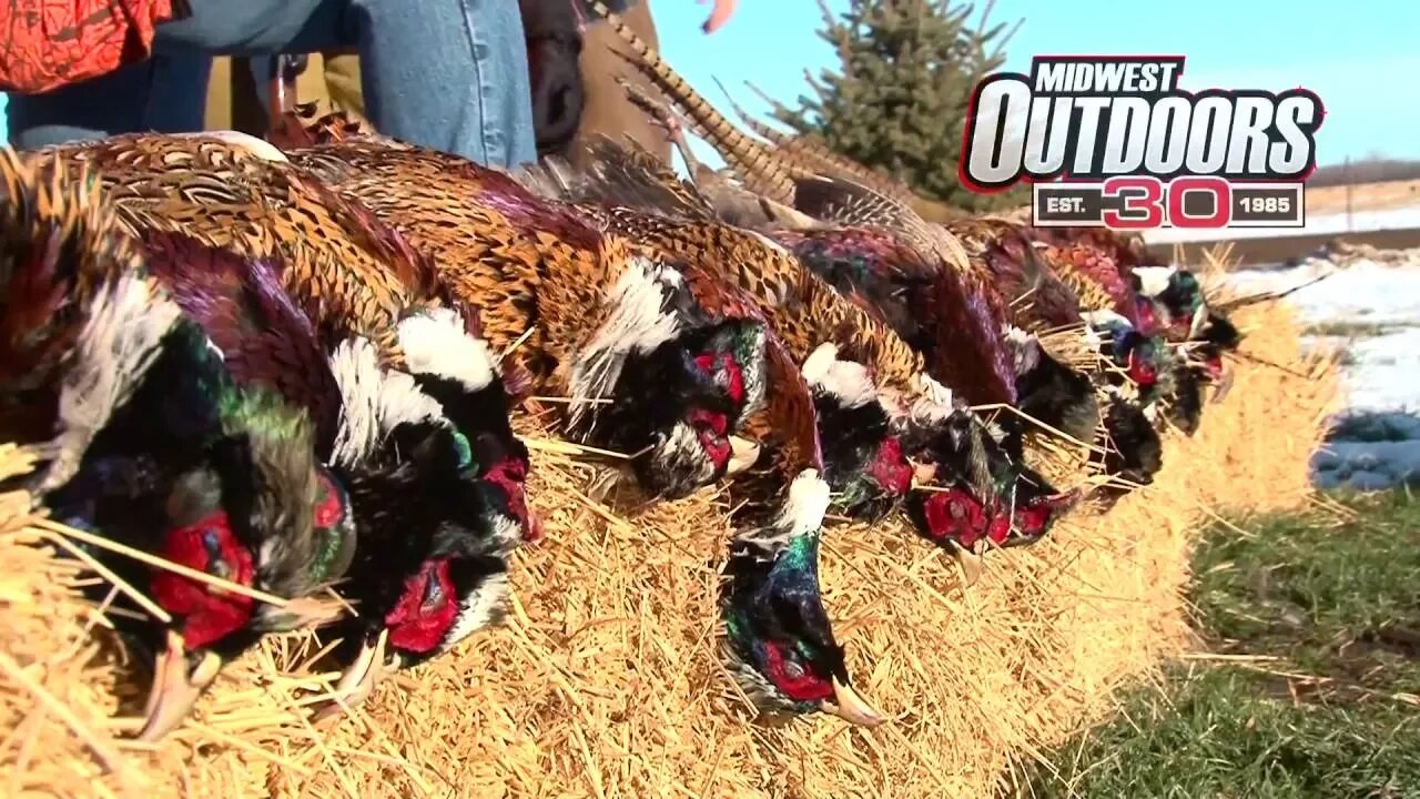 MidWest Outdoors #1596 - Pheasant Hunting in Huron, South Dakota