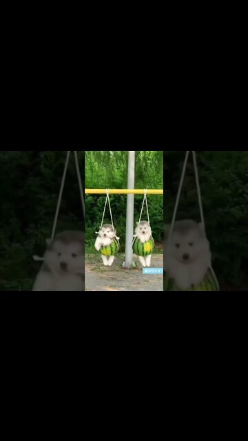 Silly Dogs Makes You Happy 😉