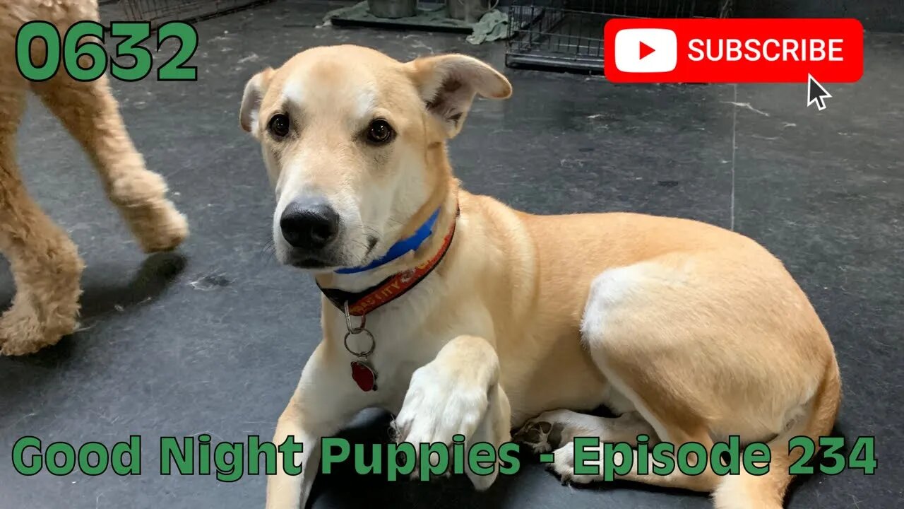 [0632] GOOD NIGHT PUPPIES - EPISODE 234 [#dogs #doggos #doggies #puppies #dogdaycare]