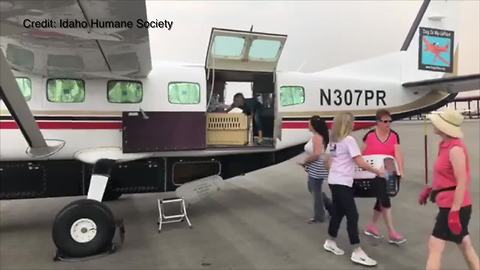 Idaho Humane Society welcomes 29 dogs from San Antonio