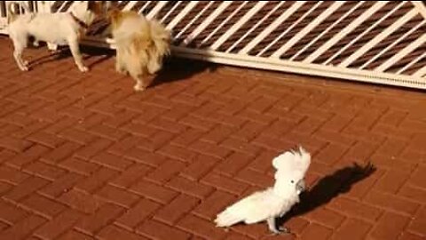 Catatua late como um cão de guarda