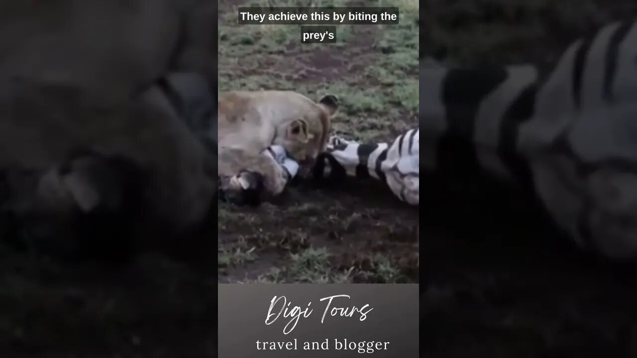 "Nature's Fury: Watch a Lion Takedown and Suffocate a Zebra"