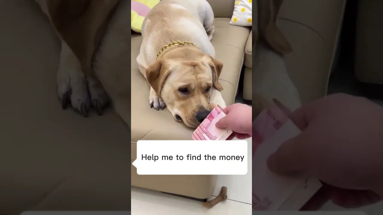 Dog smell cash #funnyvideo #petvideos