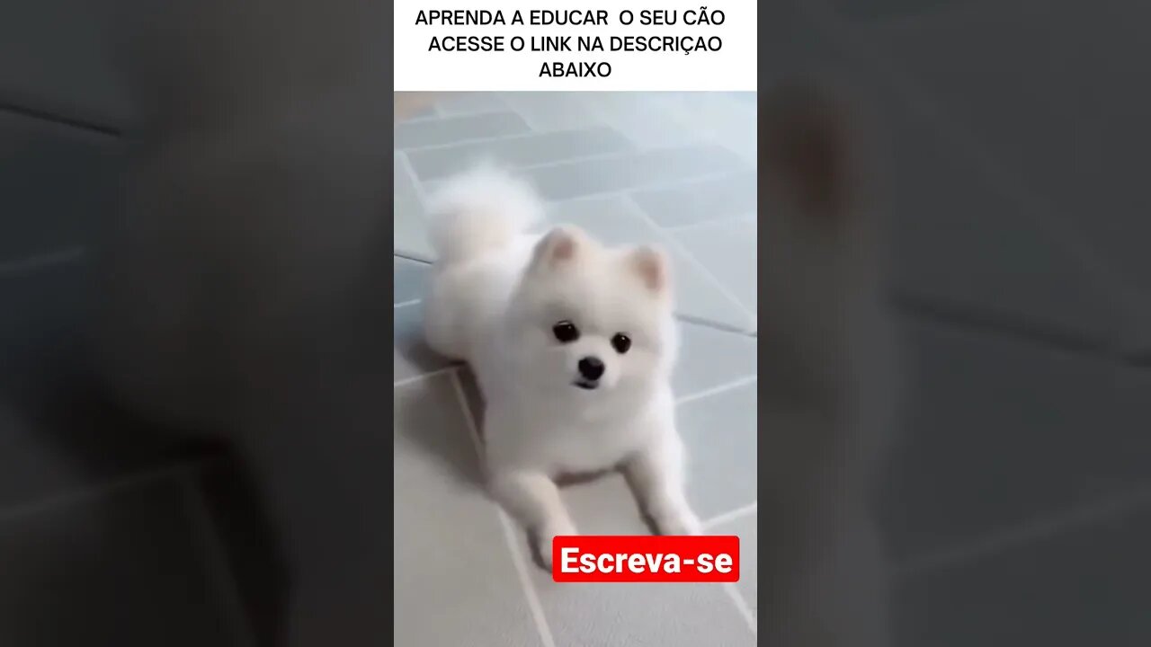 aprenda a destoar seu cachorro #schots