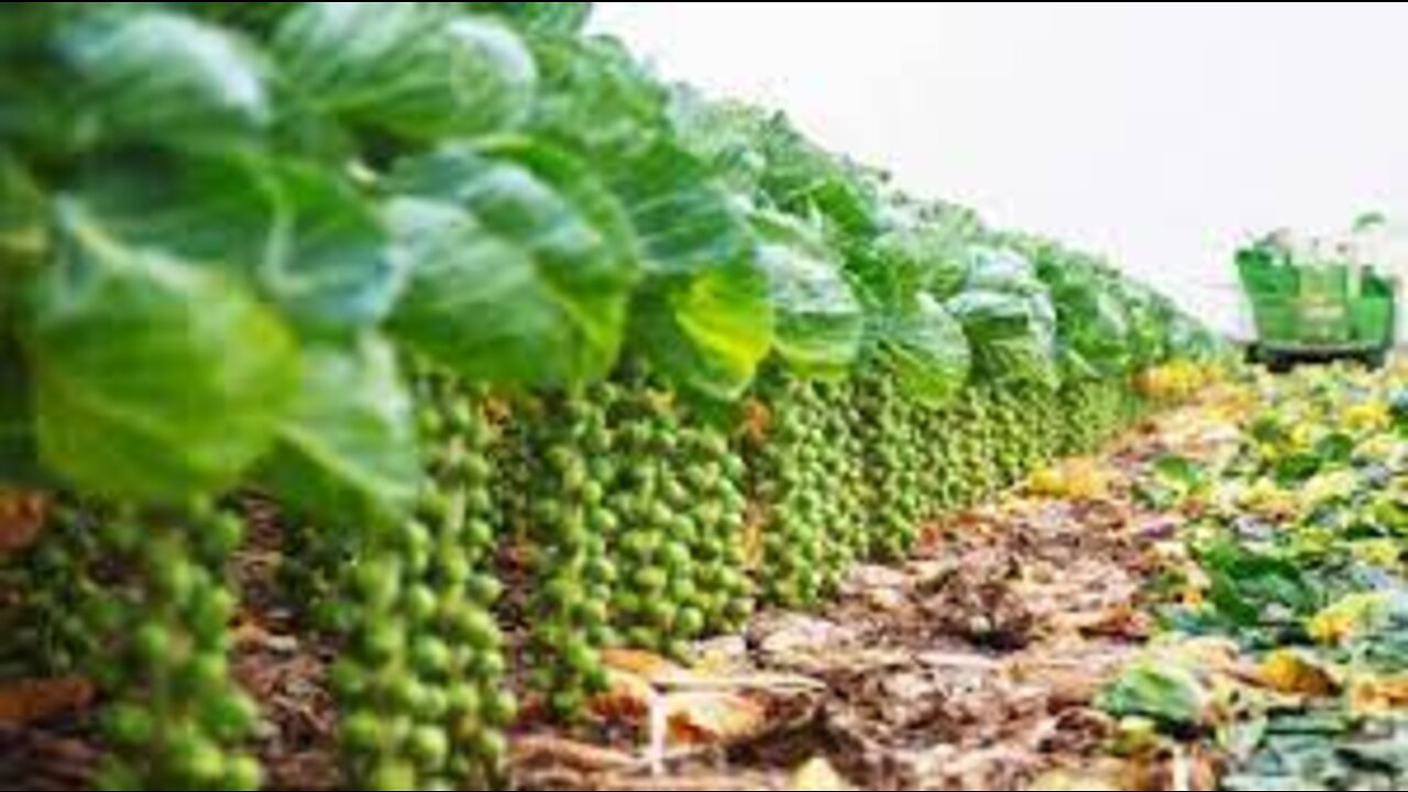 World Modern Agriculture Technology - Pumpkin, Brussel Sprout, Walnut Harvesting Machine 2022