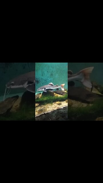 Catfish swimming away😉