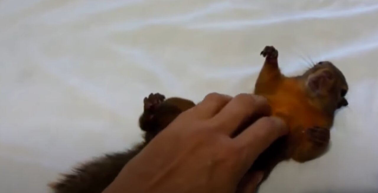 Adorable Animals Enjoying A Belly Rub Compilation