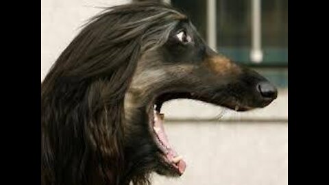 10 MOST HILARIOUS DOG BARKS