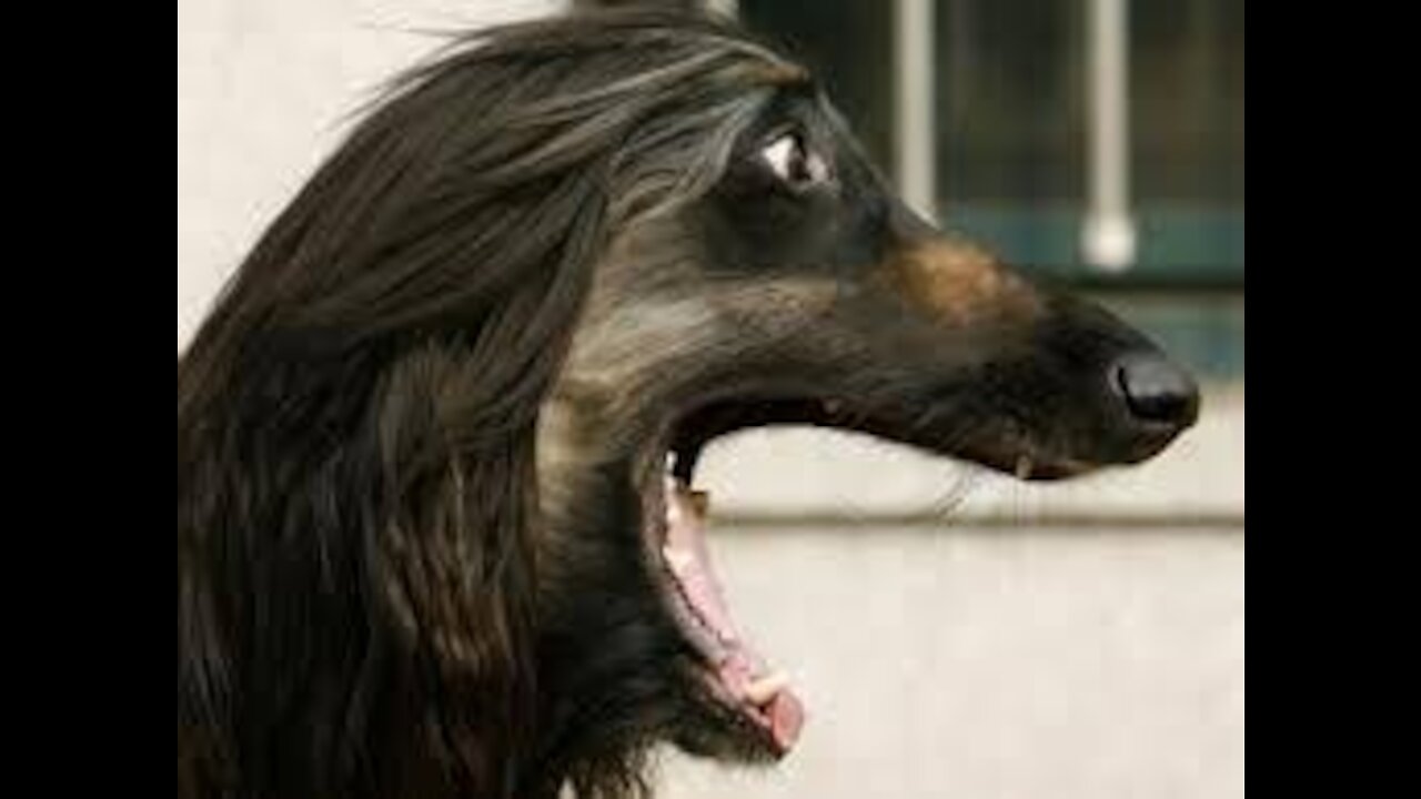 10 MOST HILARIOUS DOG BARKS