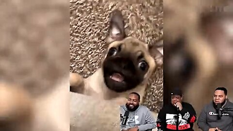 fuuny animal videos | comedy videos
