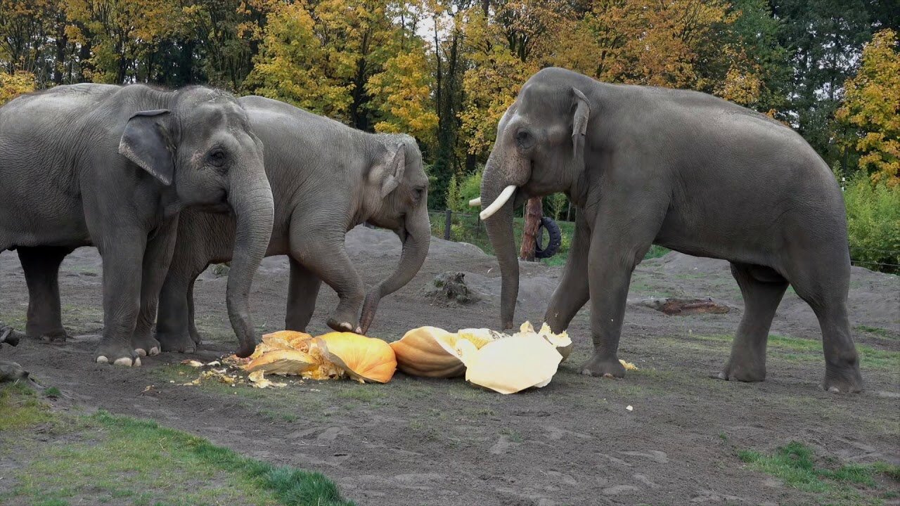 Giant Elephants Eat Giant Pumpkins at Squishing of the Squash 2022