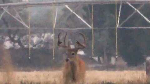 Would He fit on your wall? MONSTER WHITETAIL! WOW!