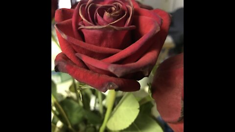 The Bible reading of the day: Leviticus 23:9-14 and Luke 5:1-11