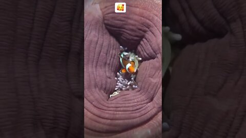 Wow 🤩 #shorts #viral #youtubeshorts #fishing