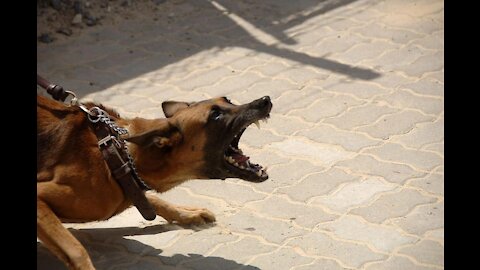 How to stop an attacking dog assault from biting a victim - AKBAN Self defense Bite release