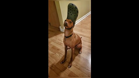 Funny animals 2023😆 - Funniest Cats and Dogs Video🐕🐈