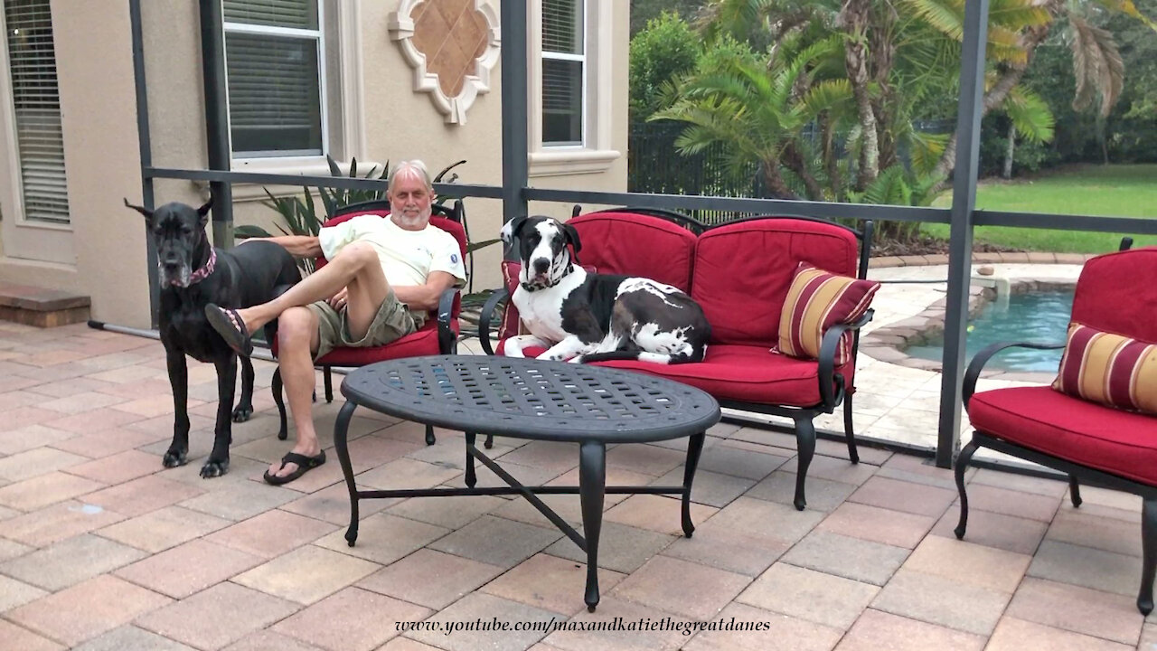 Happy Great Danes Enjoy Relaxing On Their New Lanai Loveseat