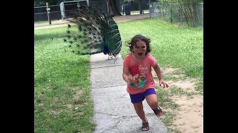 Funny Animals Chasing and Scaring People (2023)