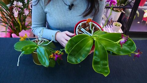 Why Orchid roots DON'T need light and clear pots