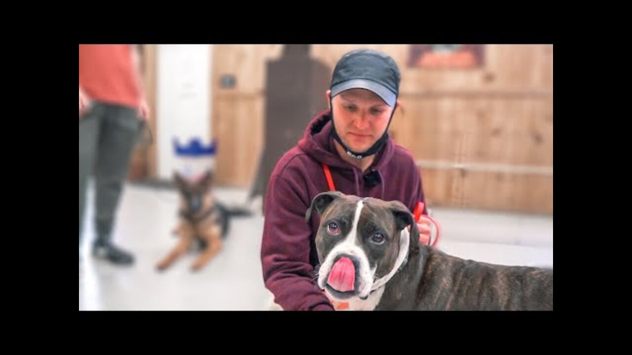 DingDon! LEASH AGGRESSIVE DOG WAS ABANDONED AT A PARK